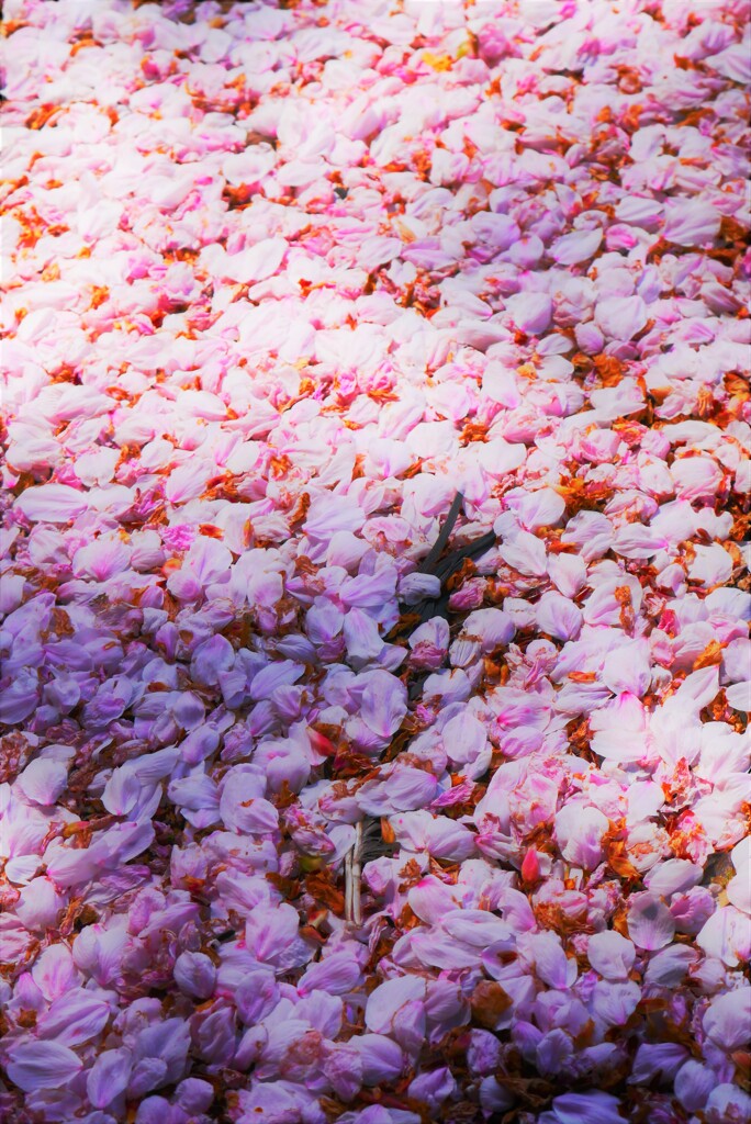 花吹雪の絨毯