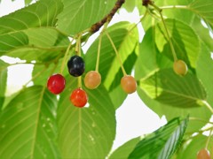 初夏のかおり～チェリーブロッサム～