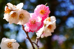 花見日和(2)