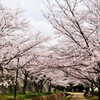 桜の小径4