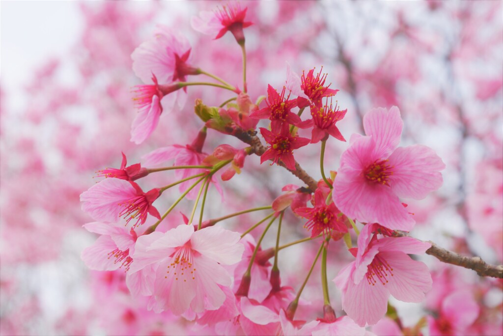 桜…ほのかに