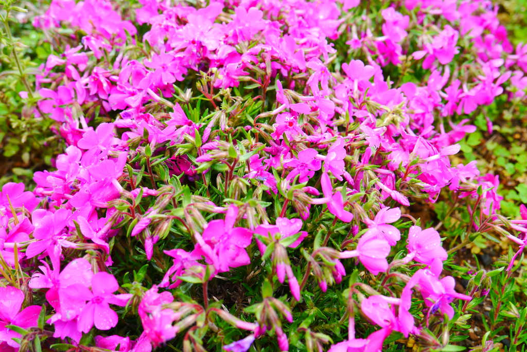 芝桜…みっしりと
