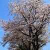 土手の桜