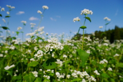 蕎麦の花…かな？