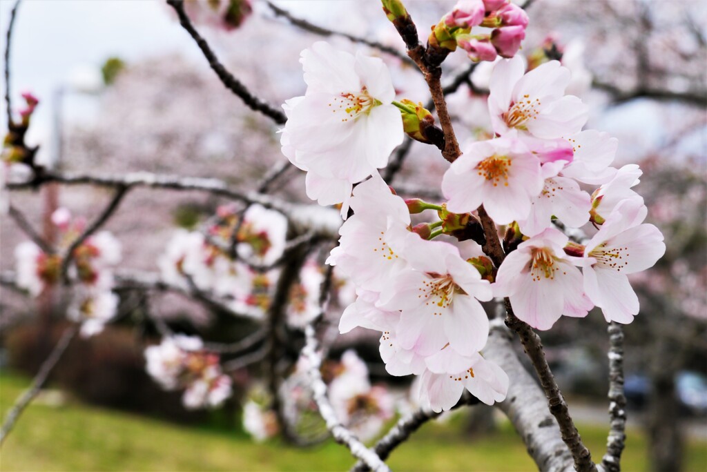 桜、さくら、サクラ