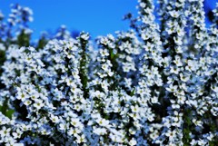春風にそよぐ…雪柳