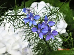 オダマキと紫陽花のコラボ