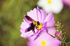 この花に止～まれ