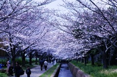お花見3