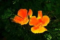 次々と…花菱草