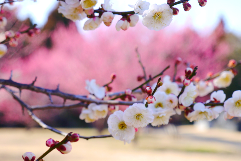 花見日和(4)