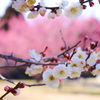 花見日和(4)