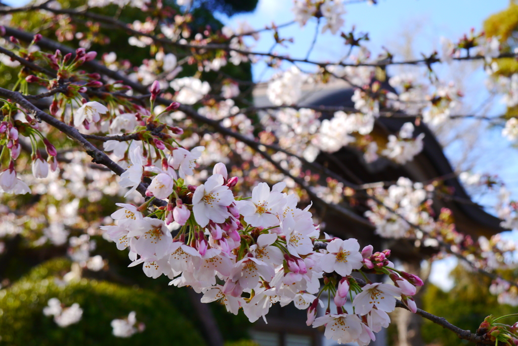 お寺の桜