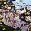 お寺の桜