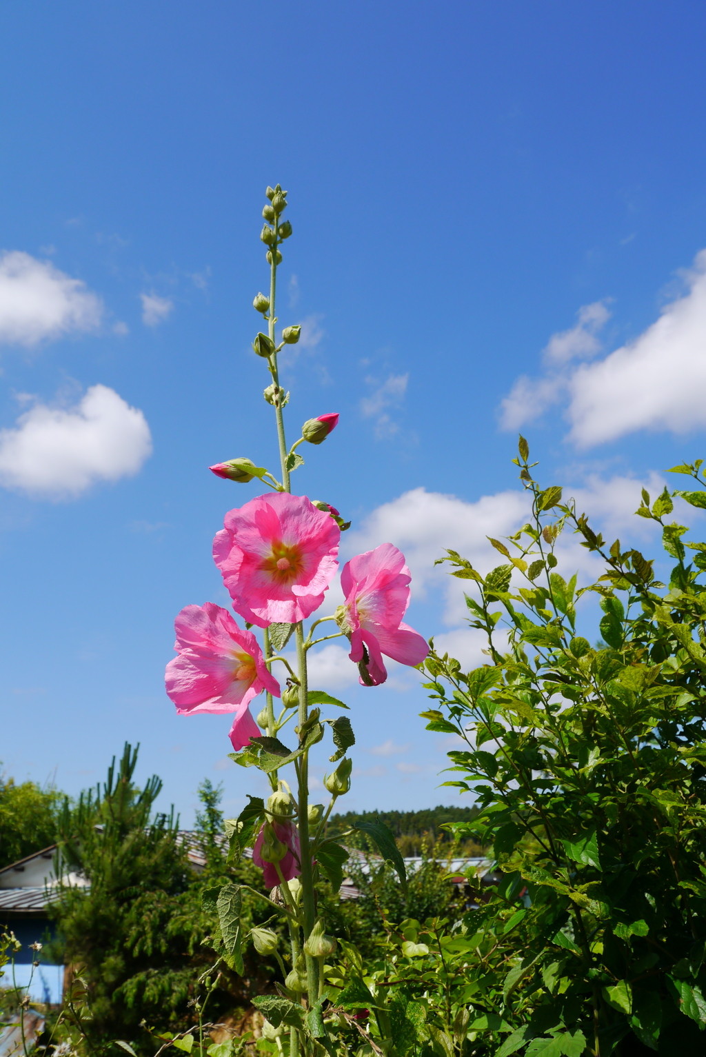 夏空2