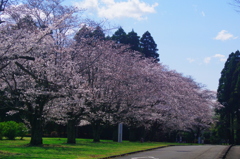 桜満開5