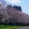 桜満開5