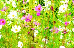 野生のコスモス(2)