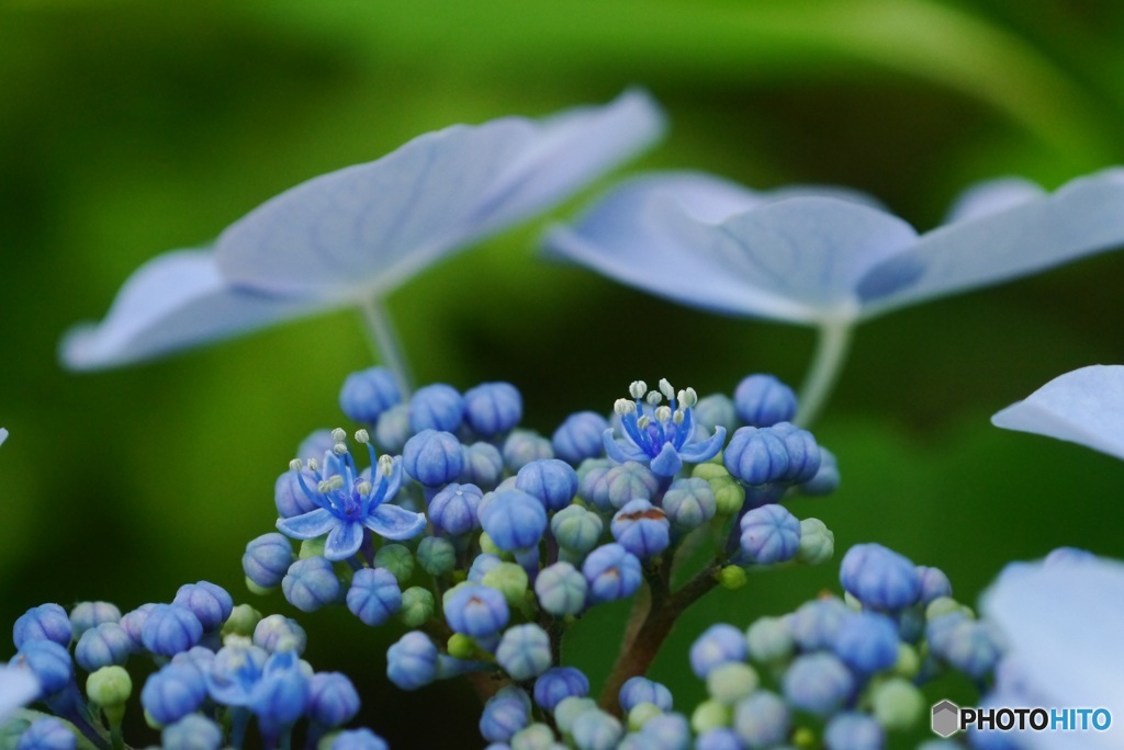 アジサイの花
