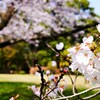 桜日和1
