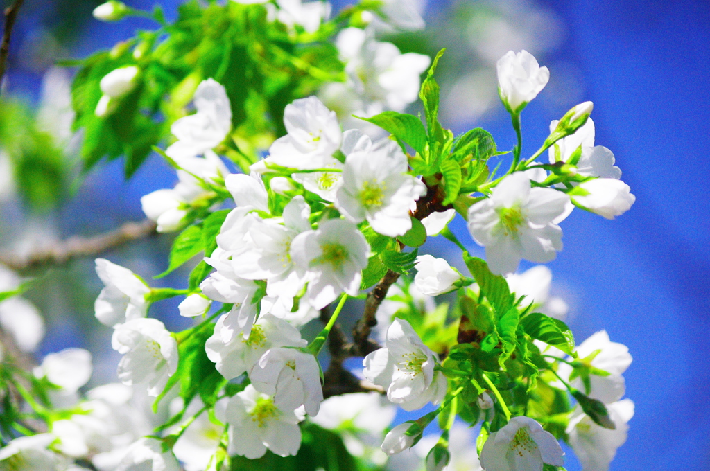 桜開花宣言という事で…