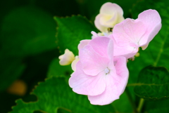 紫陽花