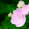 紫陽花