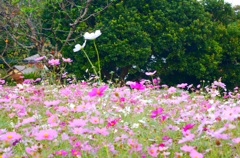 一本にょっきりと