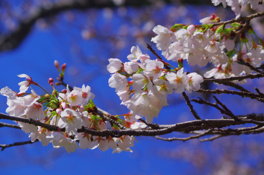 桜満開1