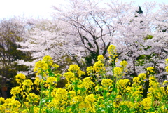 春の陽気に誘われて…①