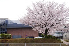 学校の桜の木