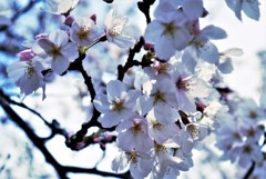 お花見4　満開も近い