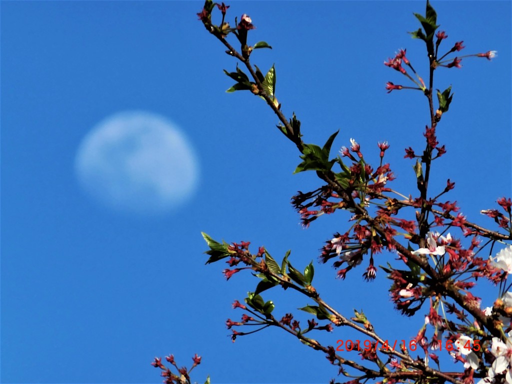葉桜に月　これもまた良し？