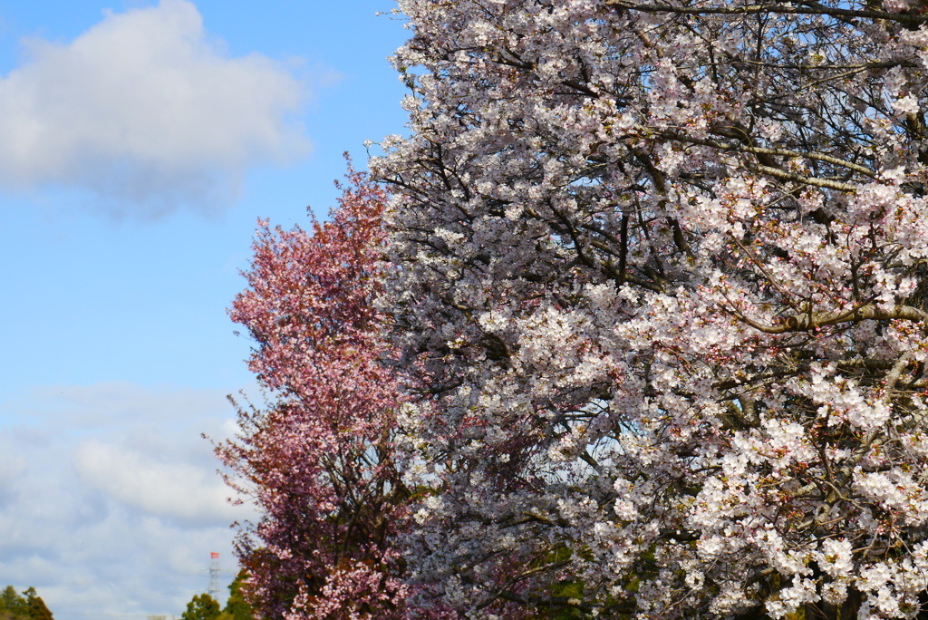 霊園の桜