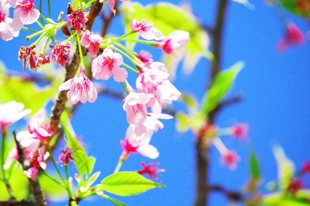 早咲きの桜は…
