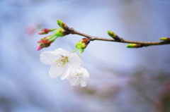 花日和に誘われて(2)