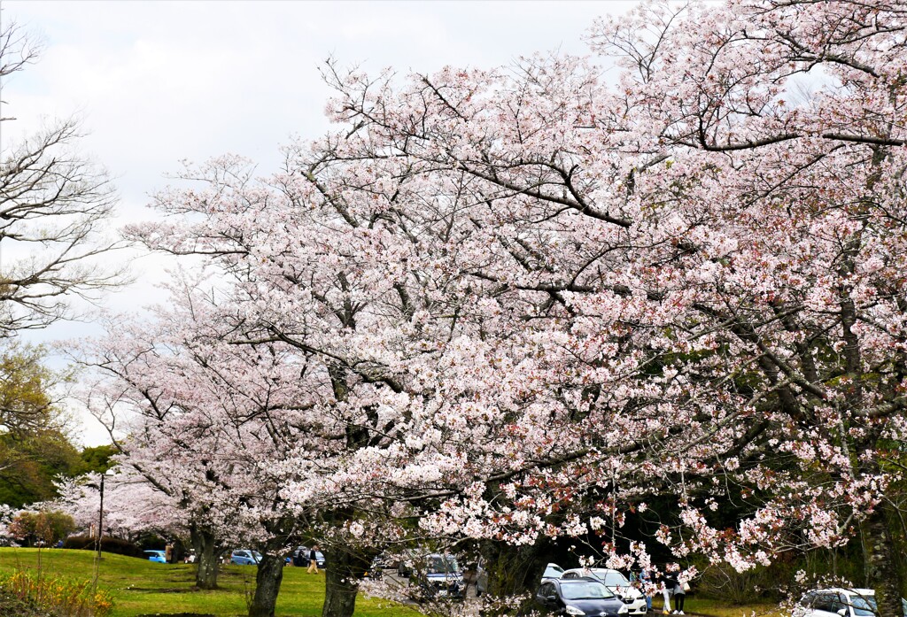 天候不順…桜も見納め？