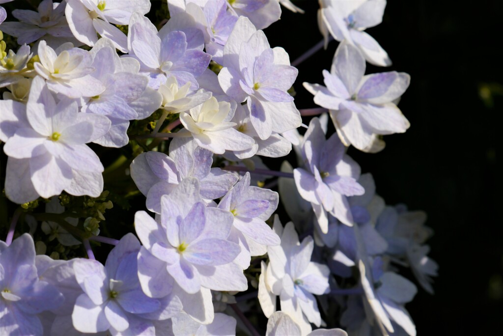 10月なのに…今更ながらの紫陽花