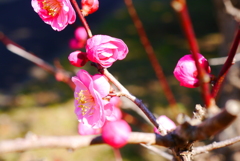 花見日和(6)