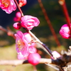 花見日和(6)
