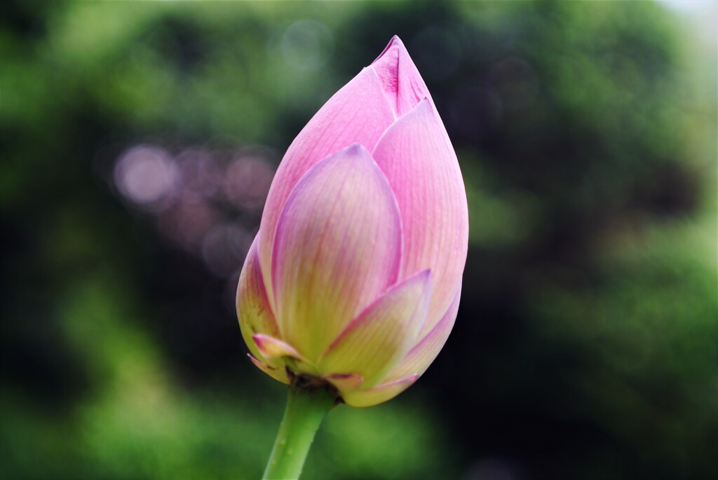 明日開く花