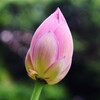 明日開く花