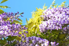 フジの花　満開