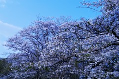 桜満開2