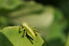 虫さんはあまり得意じゃない