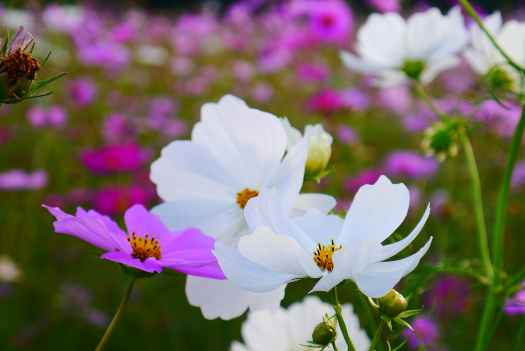 そろそろ見納め