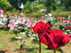 バラを愛でに