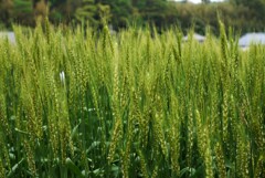 スクスク伸びる…麦の穂先