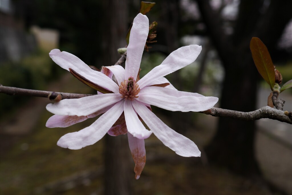 桜じゃないのはわかるけど