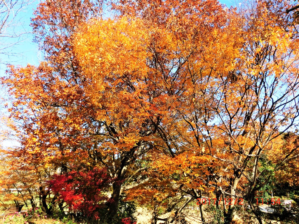 里山の秋